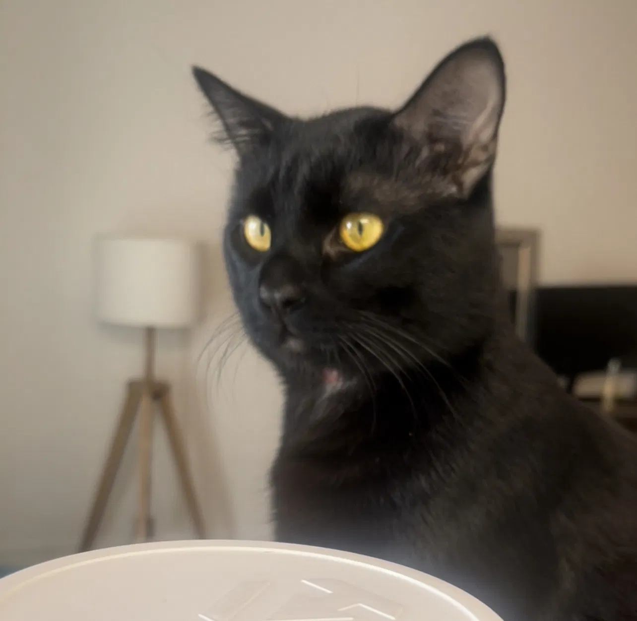 Lost cat in Redondo Beach, CA, 90277