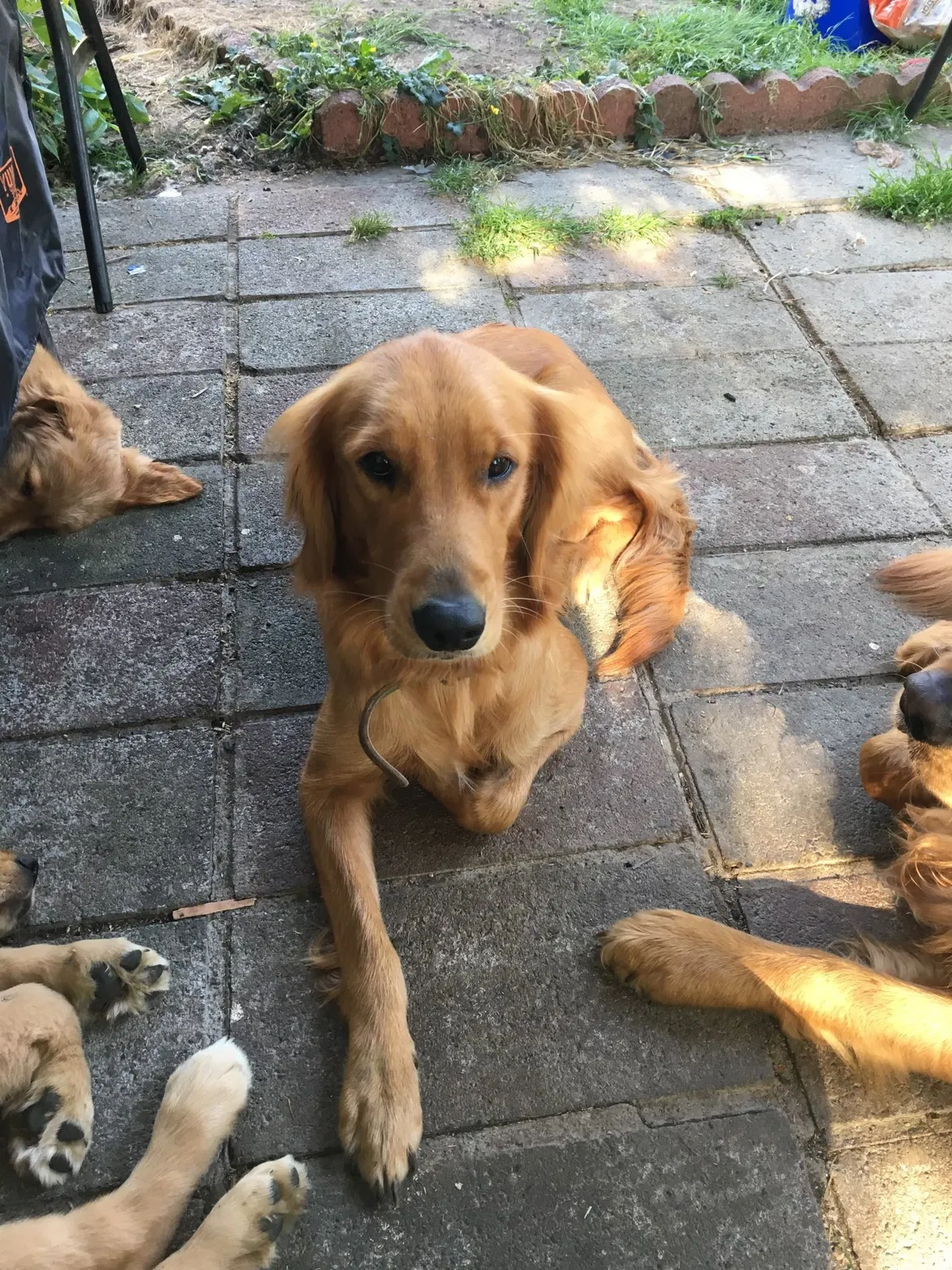 Lost dog in Pacific, WA, 98047