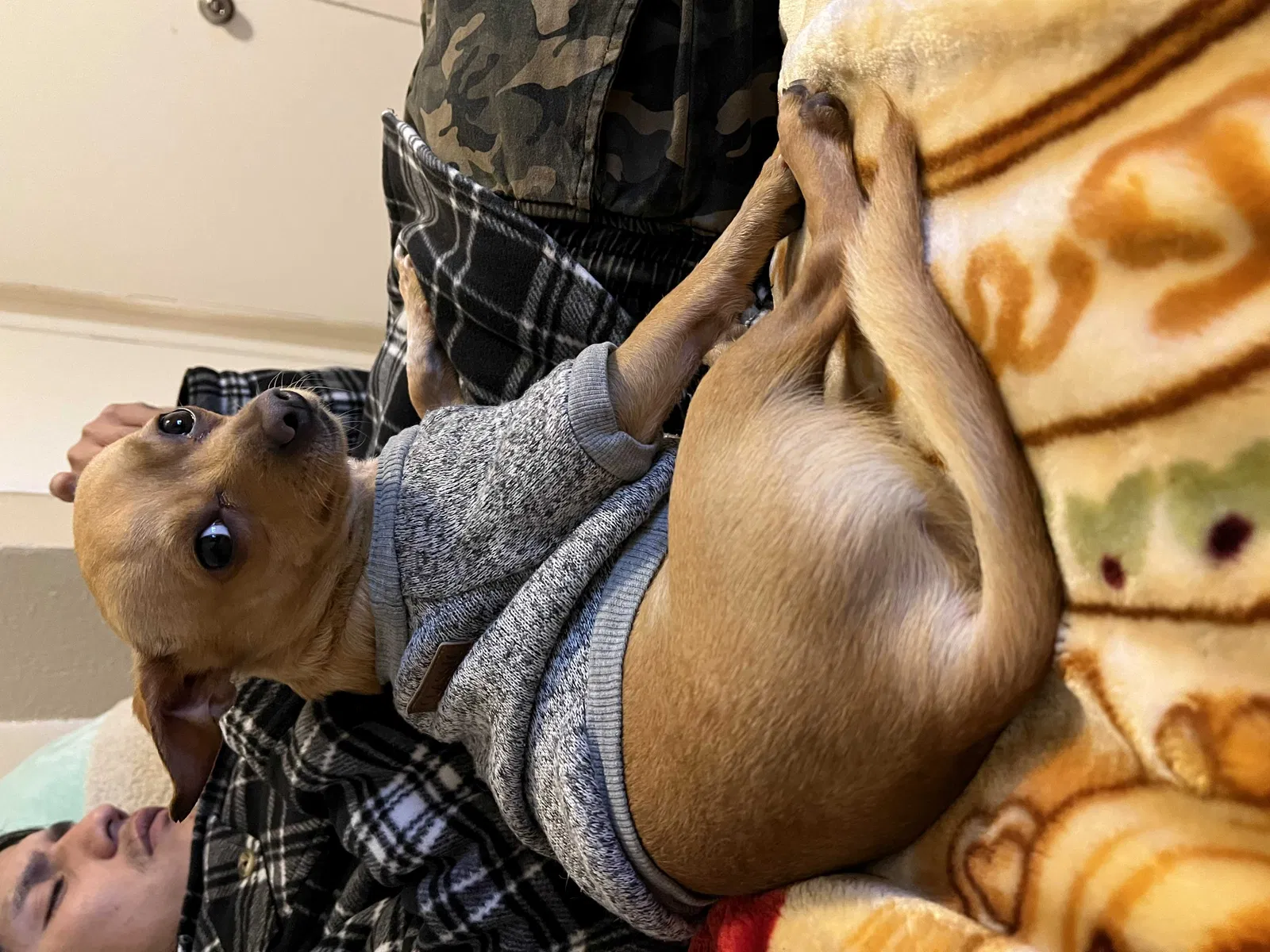 Lost dog in Bakersfield, CA, 93307