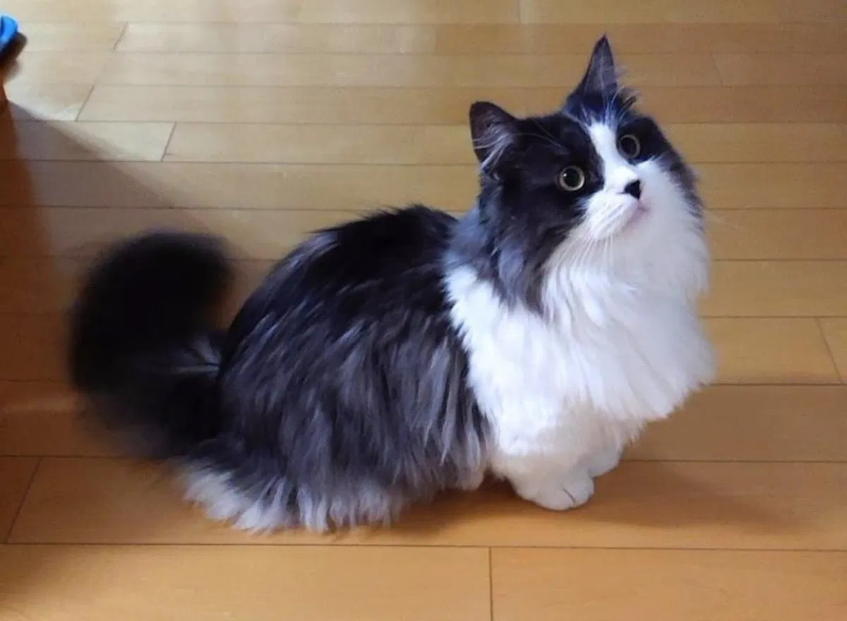 Lost cat in Cedar City, UT, 84721
