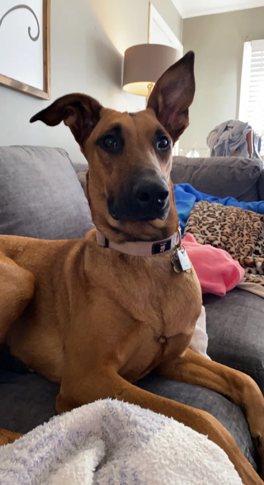 Lost dog in Oklahoma City, OK, 73120
