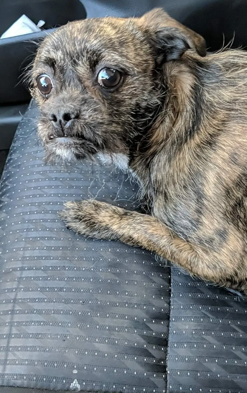 Lost dog in San Antonio, TX, 78230