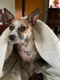 Lost dog in Houston, TX, 77244