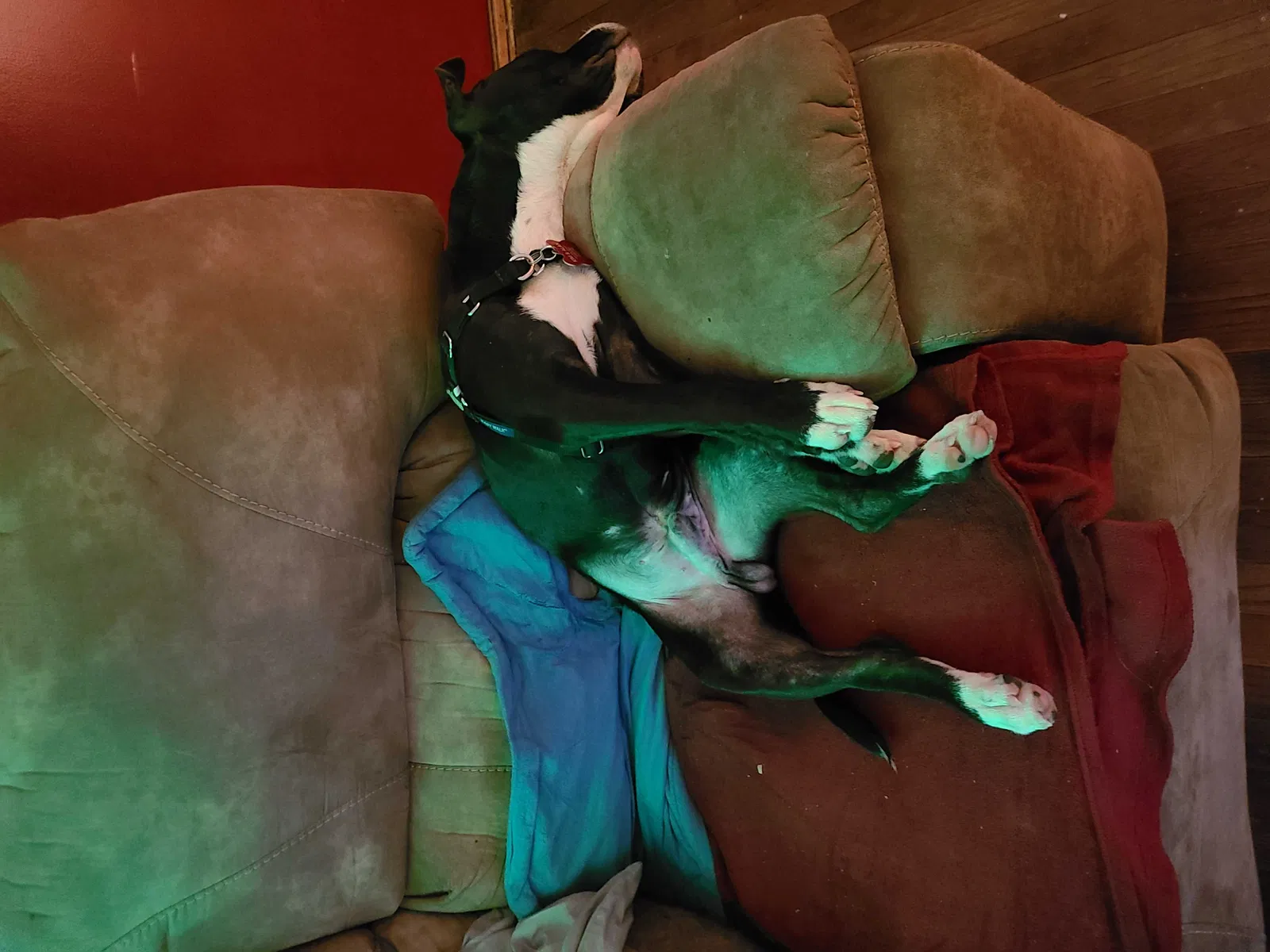 Lost dog in Oklahoma City, OK, 73122