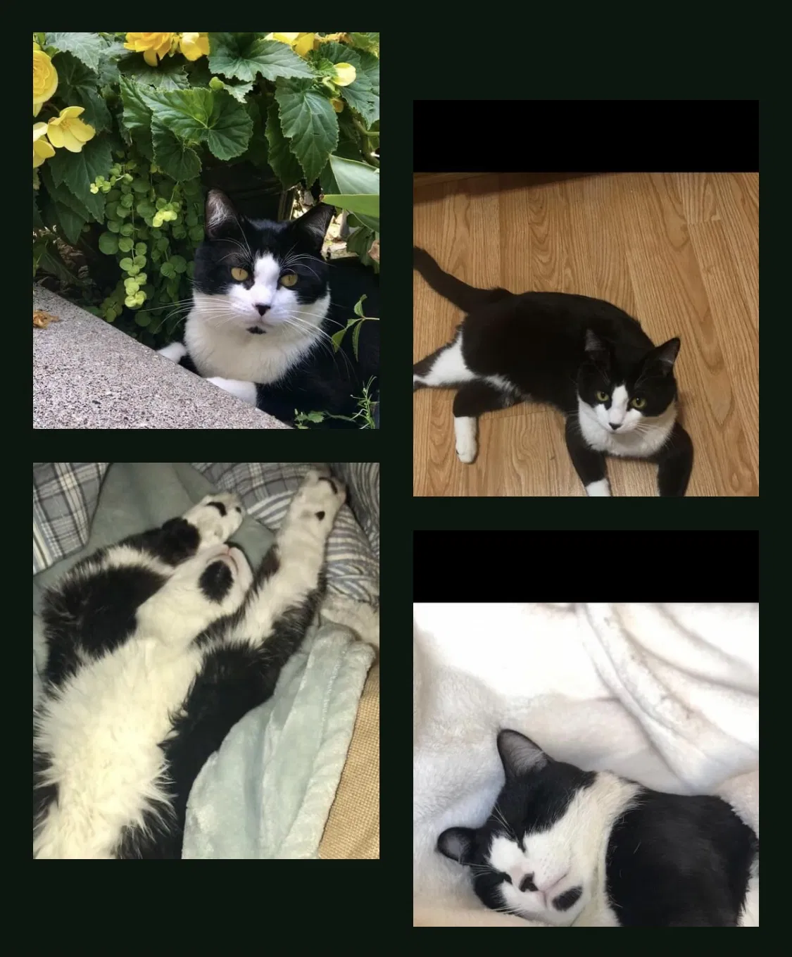 Lost cat in Hudson, WI, 54016