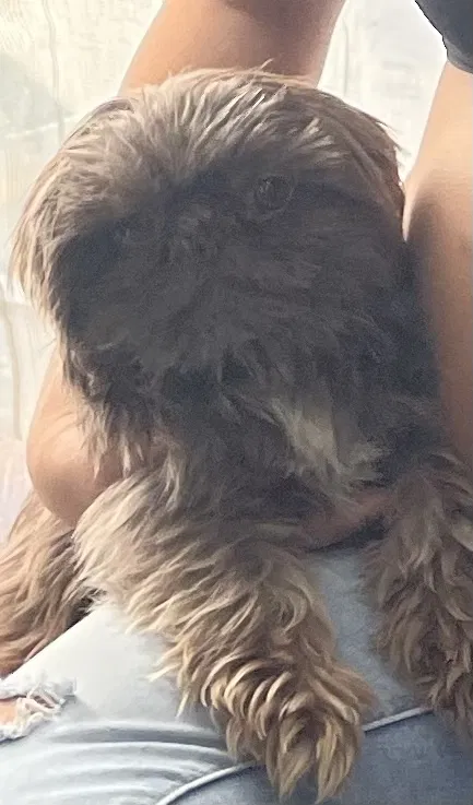 Lost dog in Fort Worth, TX, 76119