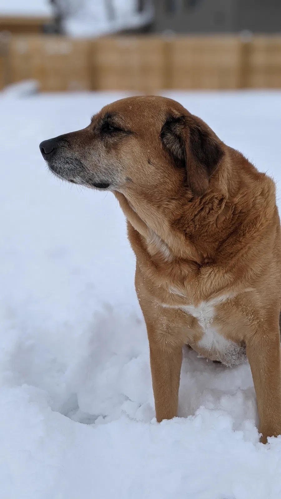 Lost dog in Cedar Rapids, IA, 52403