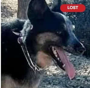 Lost dog in Mesa, AZ, 85208
