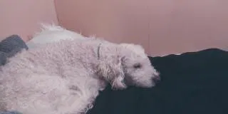 Lost dog in Garden Grove, CA, 92843