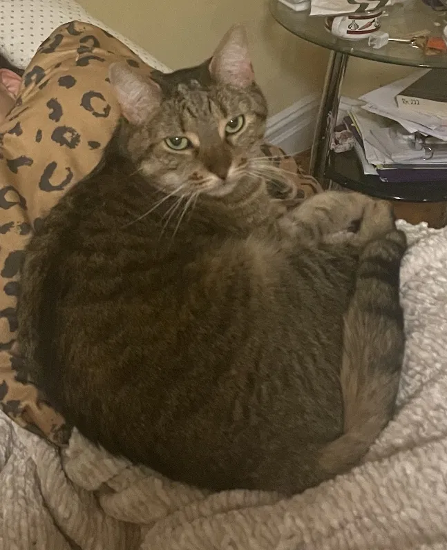 Lost cat in Franklin Lakes, NJ, 7417
