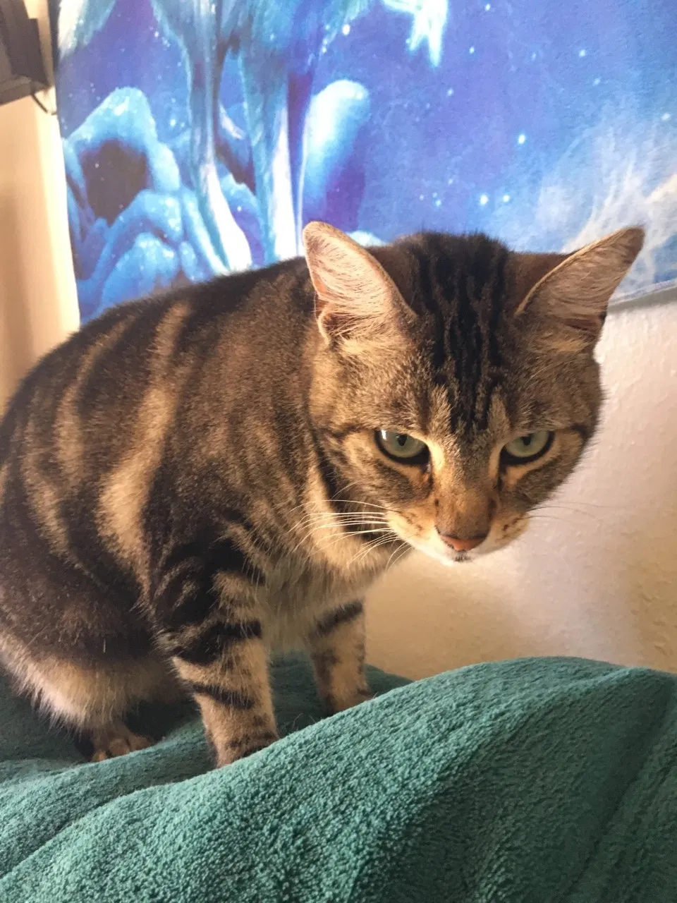 Lost cat in Torrance, CA, 90503