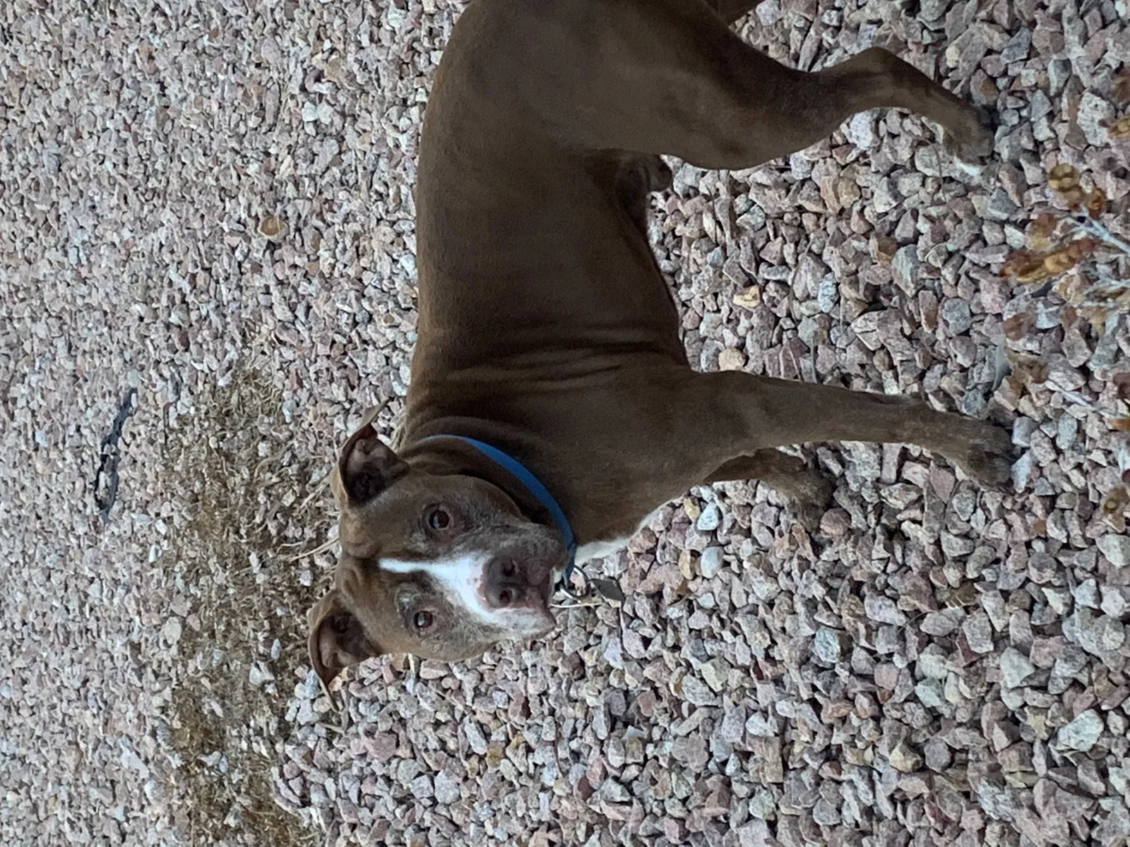 Lost dog in Las Vegas, NV, 89145