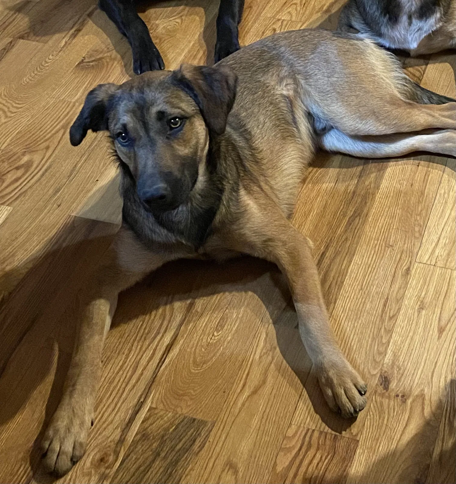 Lost dog in Gaston, OR, 97119