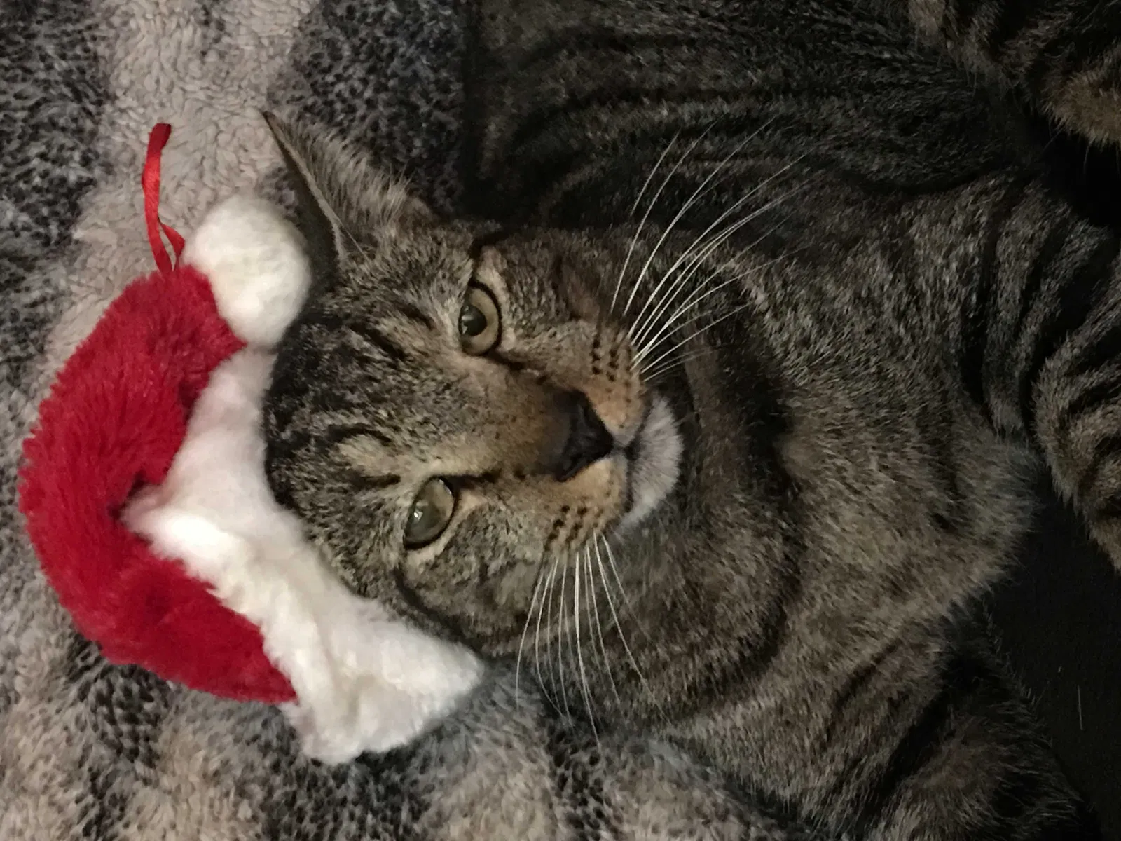 Lost cat in Saint Augustine, FL, 32084