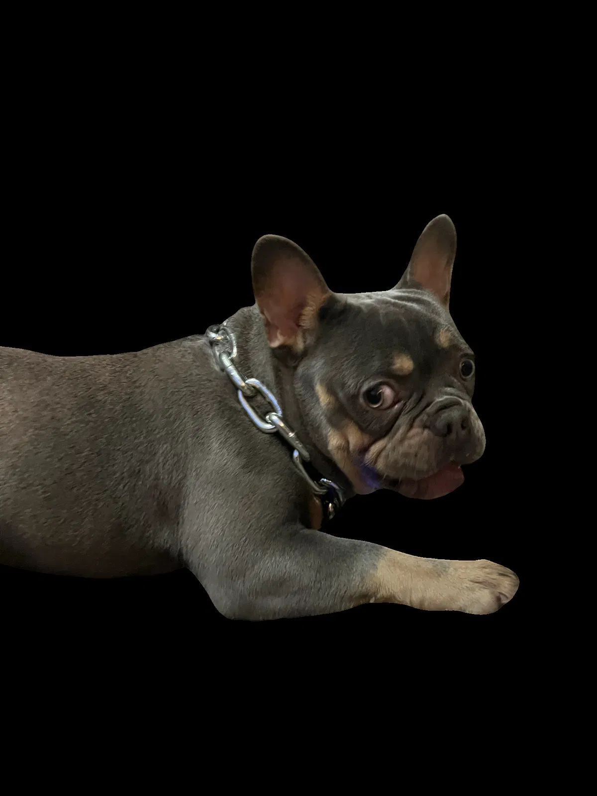 Lost dog in San Bernardino, CA, 92410