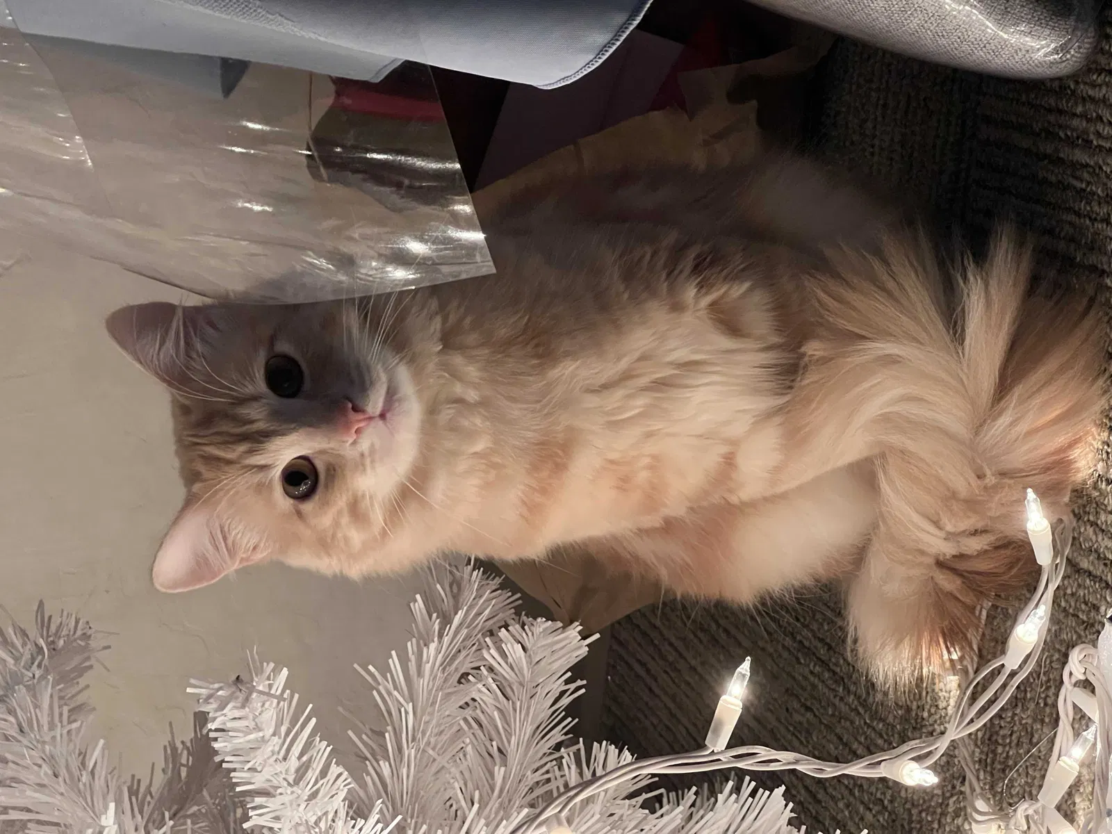 Lost cat in Concord, CA, 94520