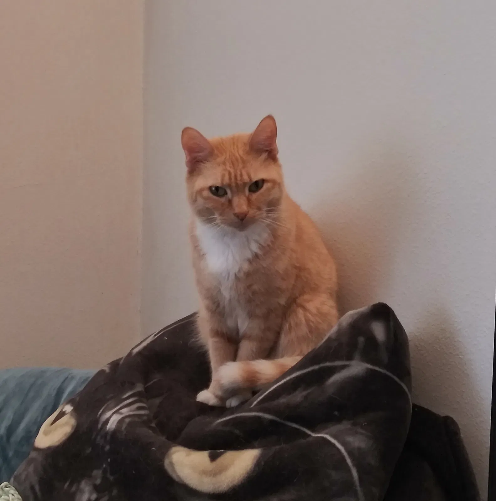 Lost cat in Lake Wales, FL, 33859