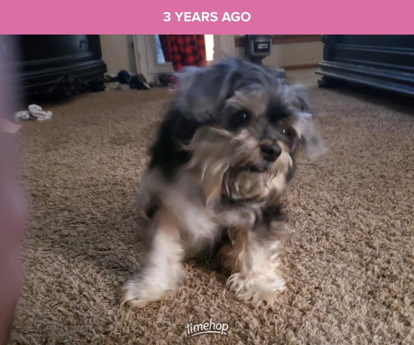 Lost dog in Oklahoma City, OK, 73160