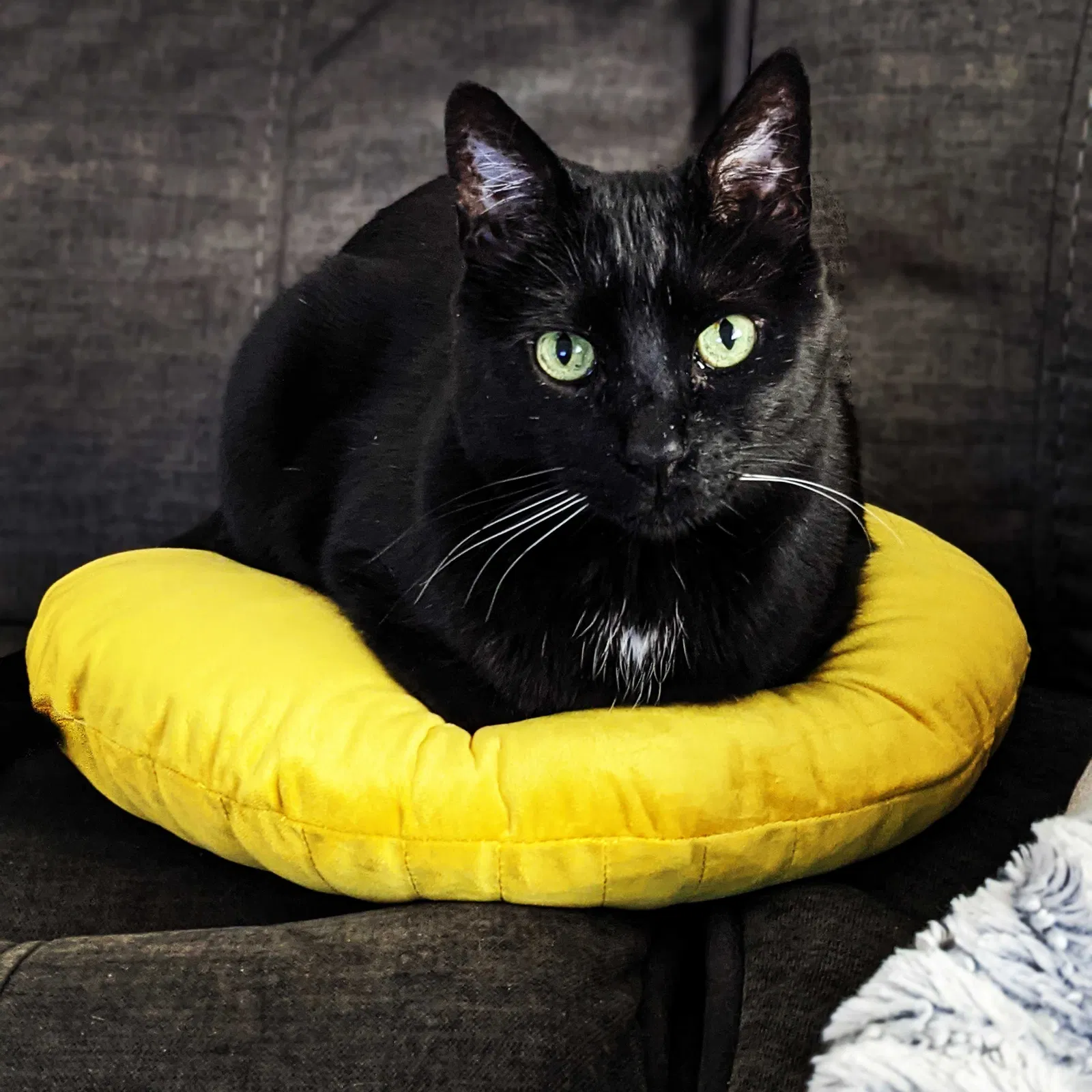 Lost cat in Reno, NV, 89502