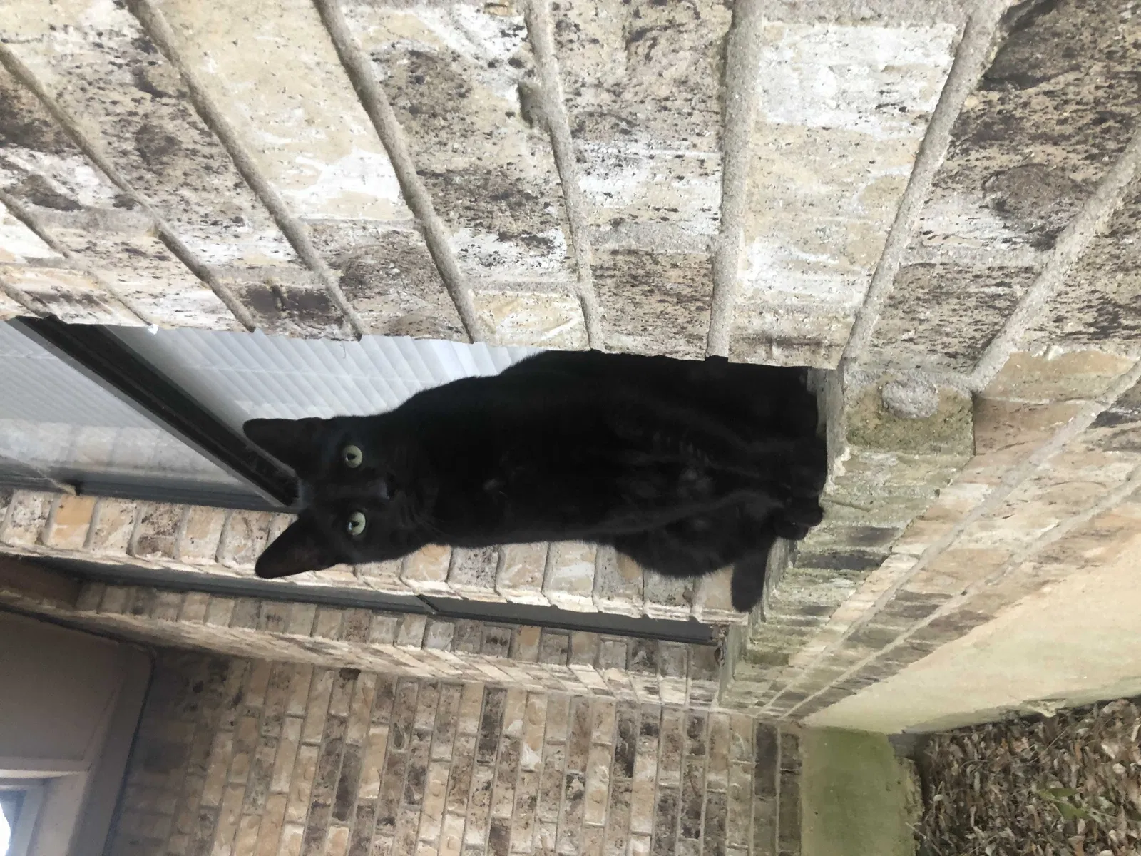 Lost cat in Austin, TX, 78745