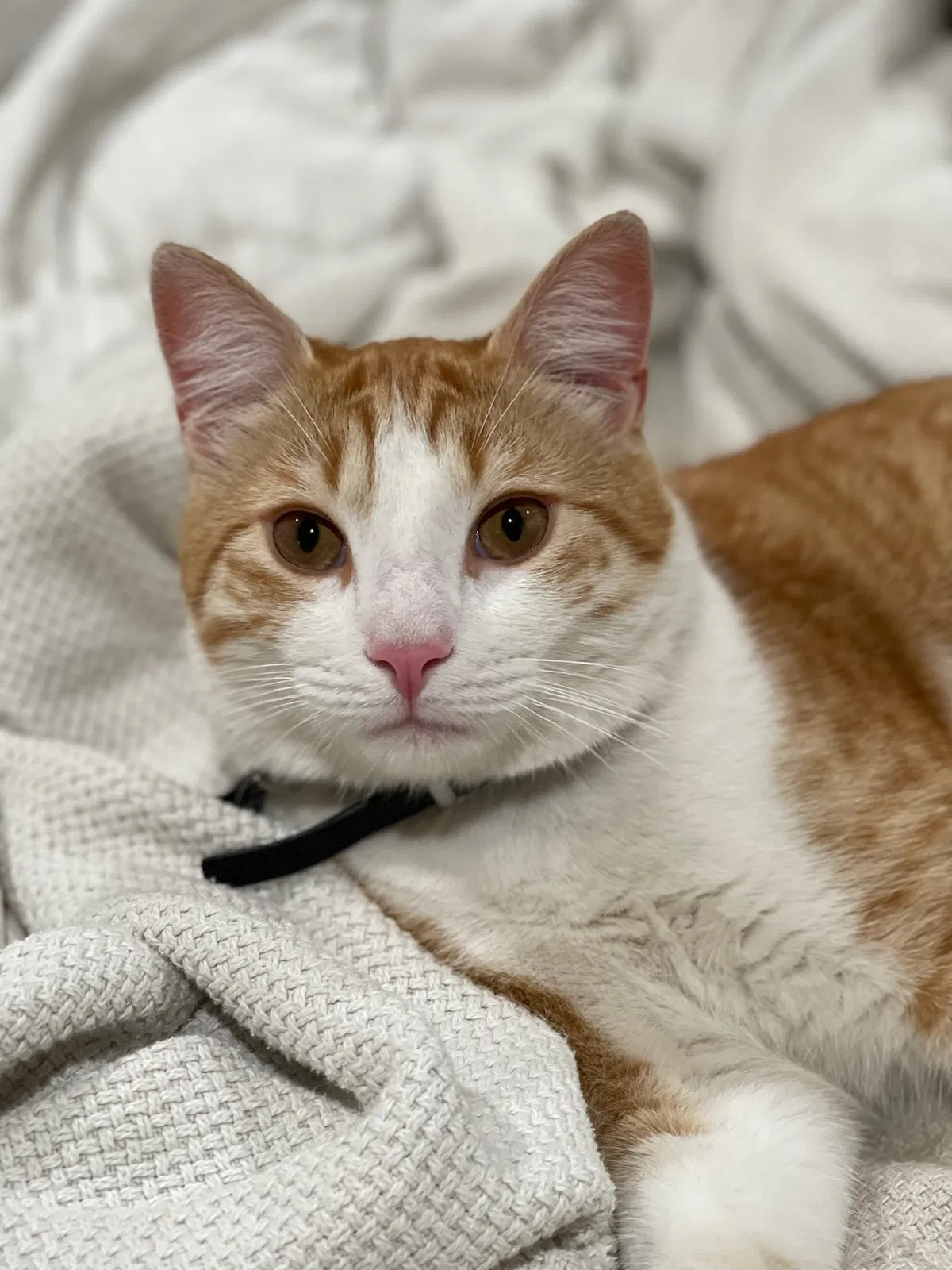 Lost cat in Sacramento, CA, 95842