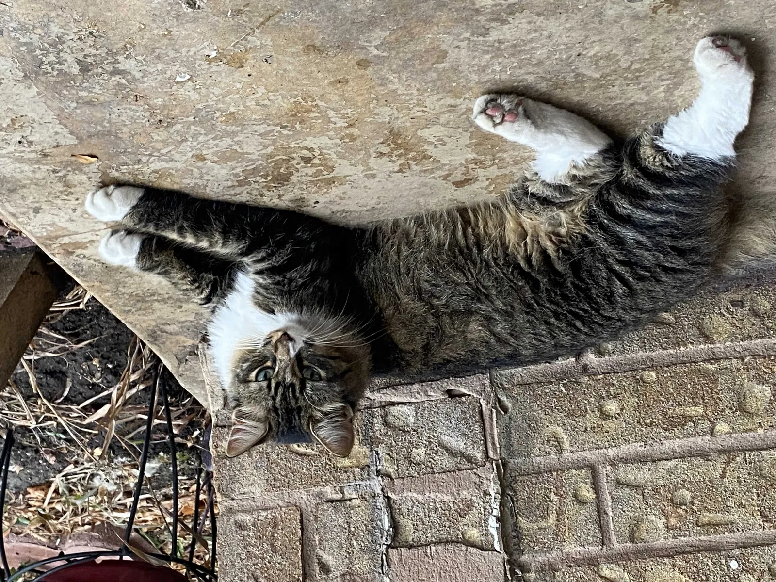 Lost cat in Converse, TX, 78109