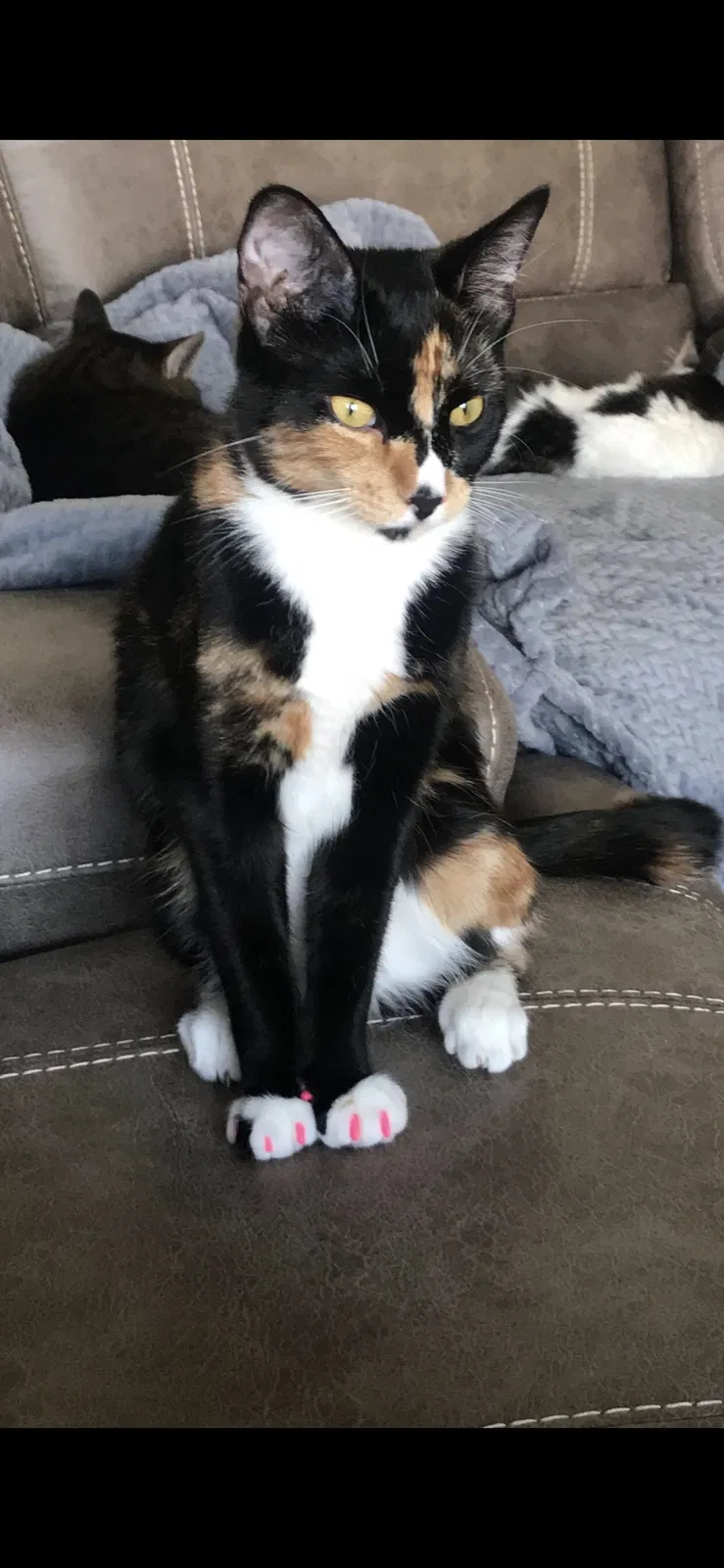 Lost cat in Grovetown, GA, 30813