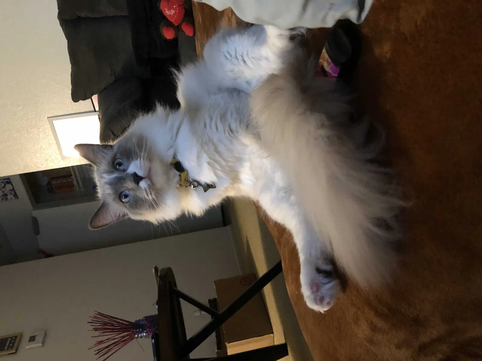 Lost cat in Bakersfield, CA, 93313