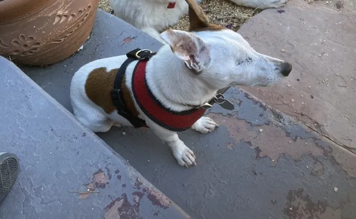 Lost dog in Oakland, CA, 94621