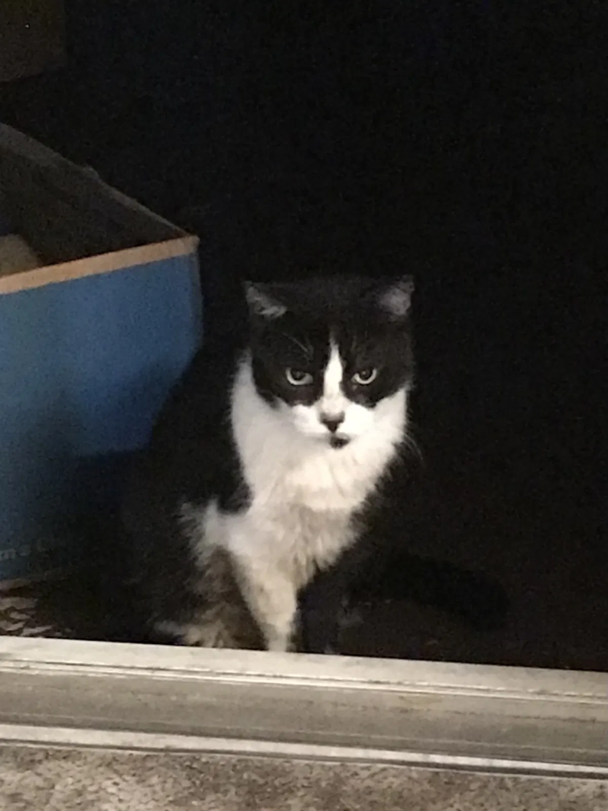 Lost cat in Pompano Beach, FL, 33068