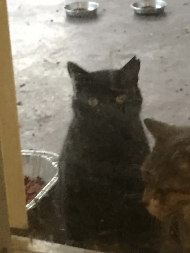 Lost cat in Pompano Beach, FL, 33068