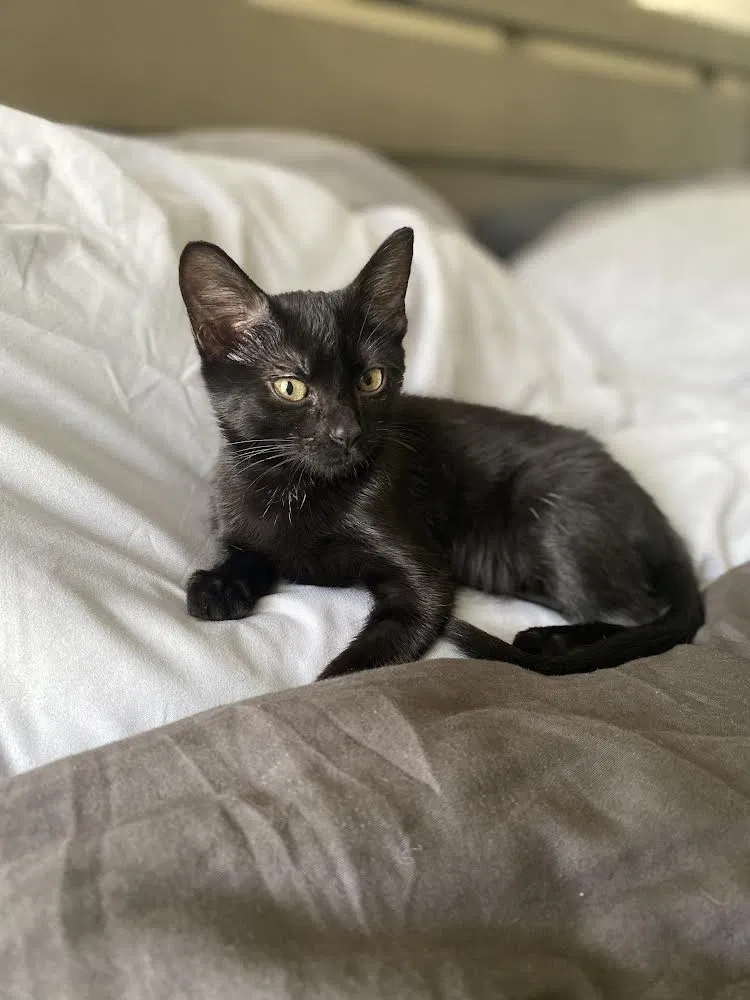 Lost cat in Orlando, FL, 32835