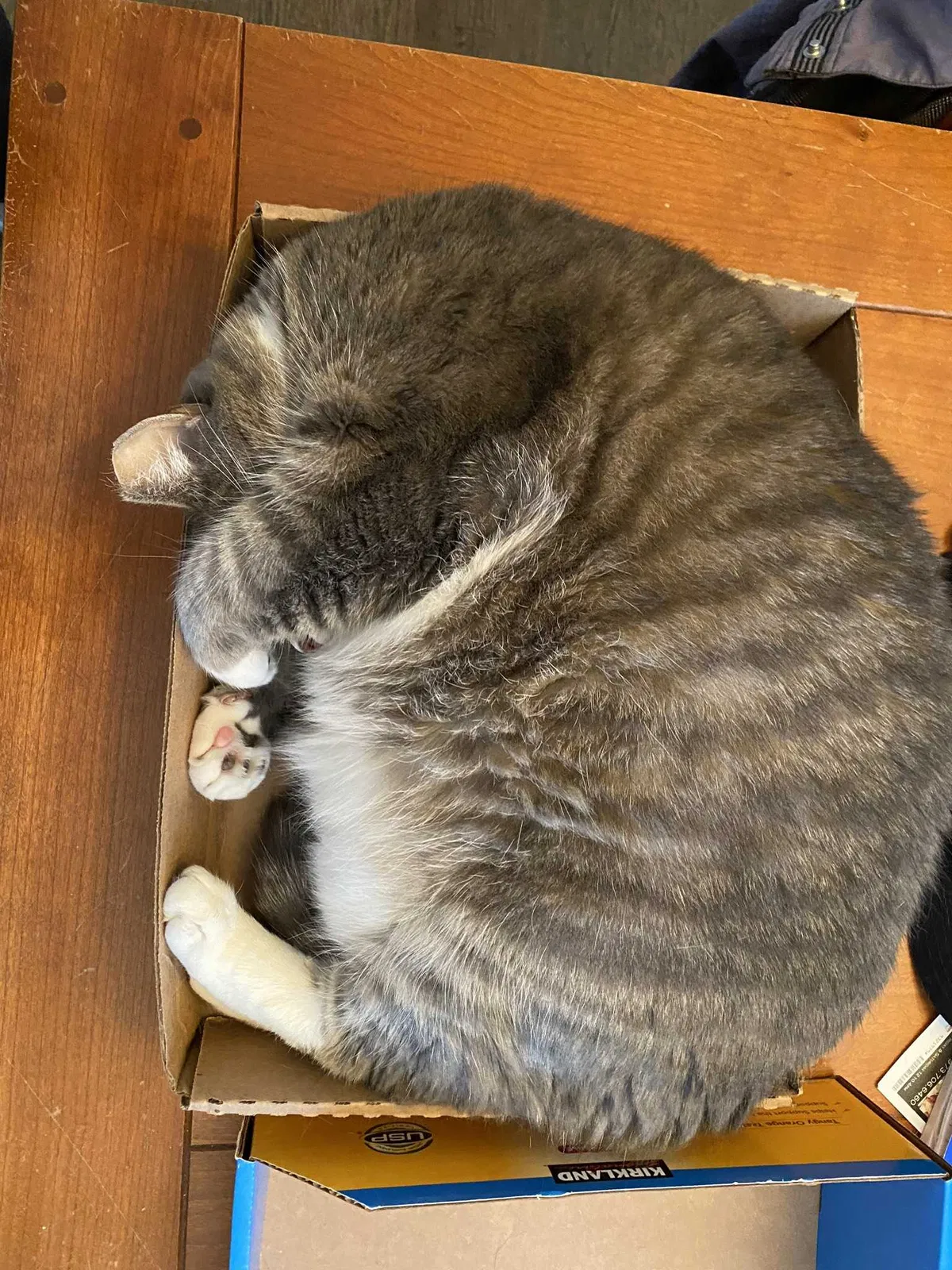 Lost cat in Wayne, NJ, 7470