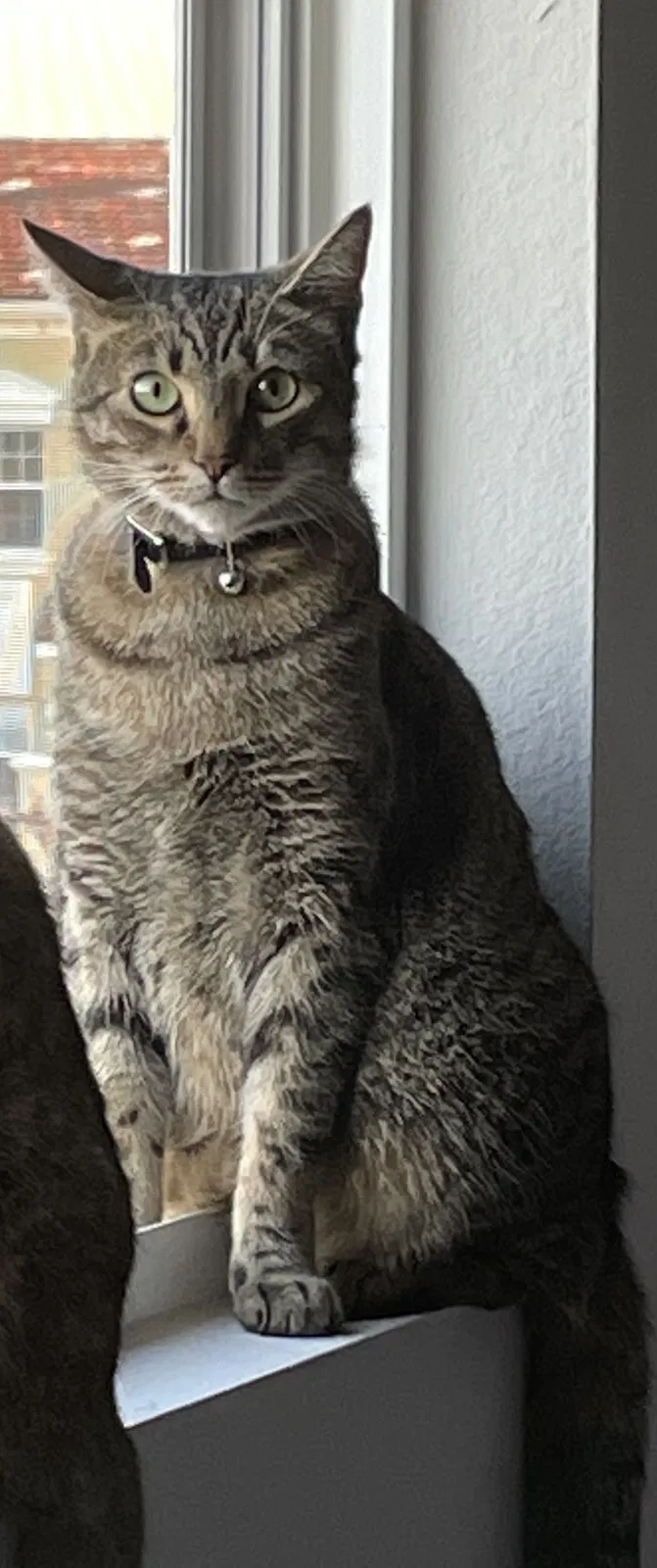 Lost cat in Davenport, FL, 33897