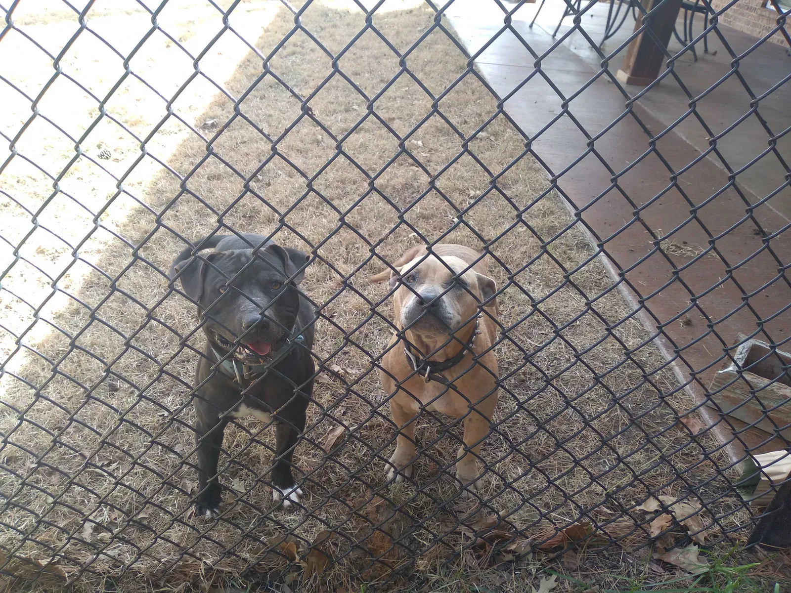 Found Dog