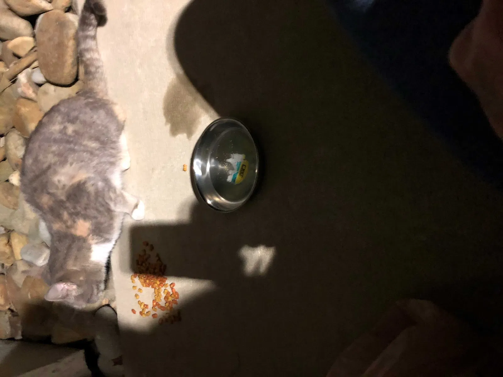 Found cat in Simpsonville, SC, 29680