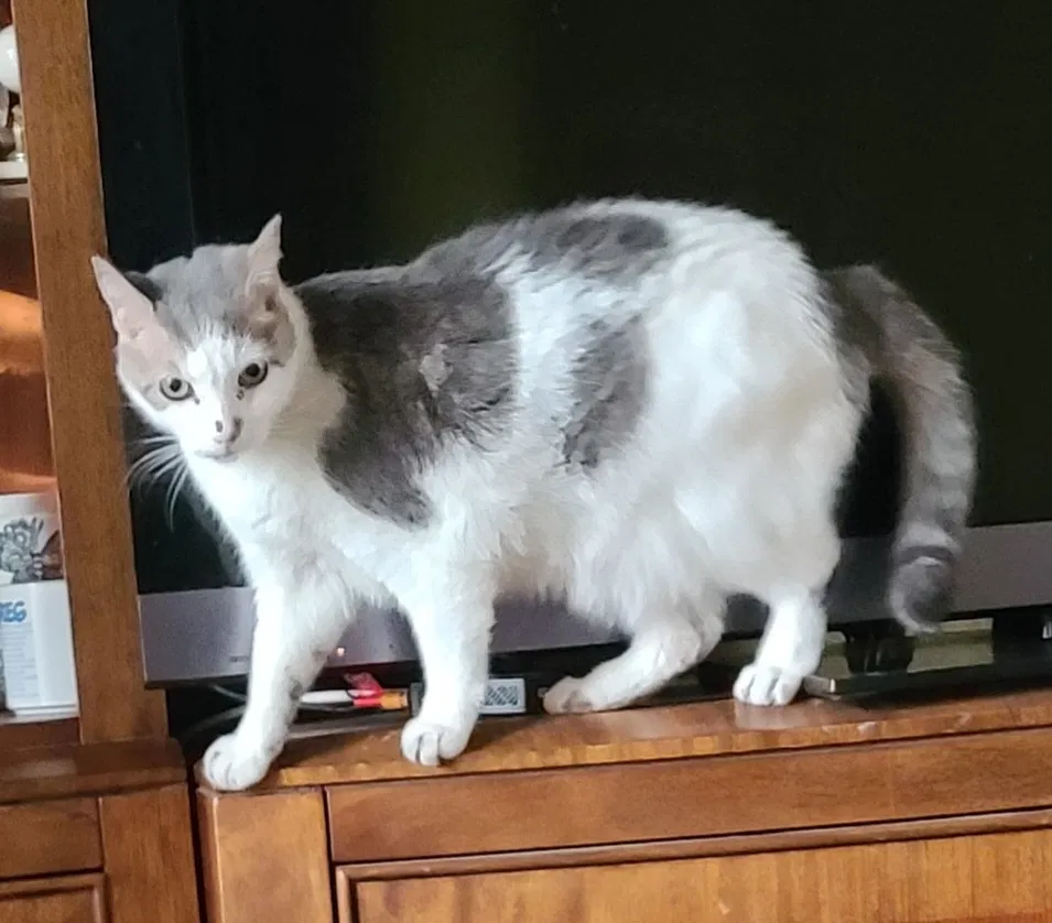 Lost cat in Avondale, AZ, 85323