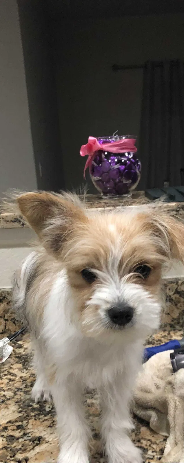 Lost dog in Colorado Springs, CO, 80925