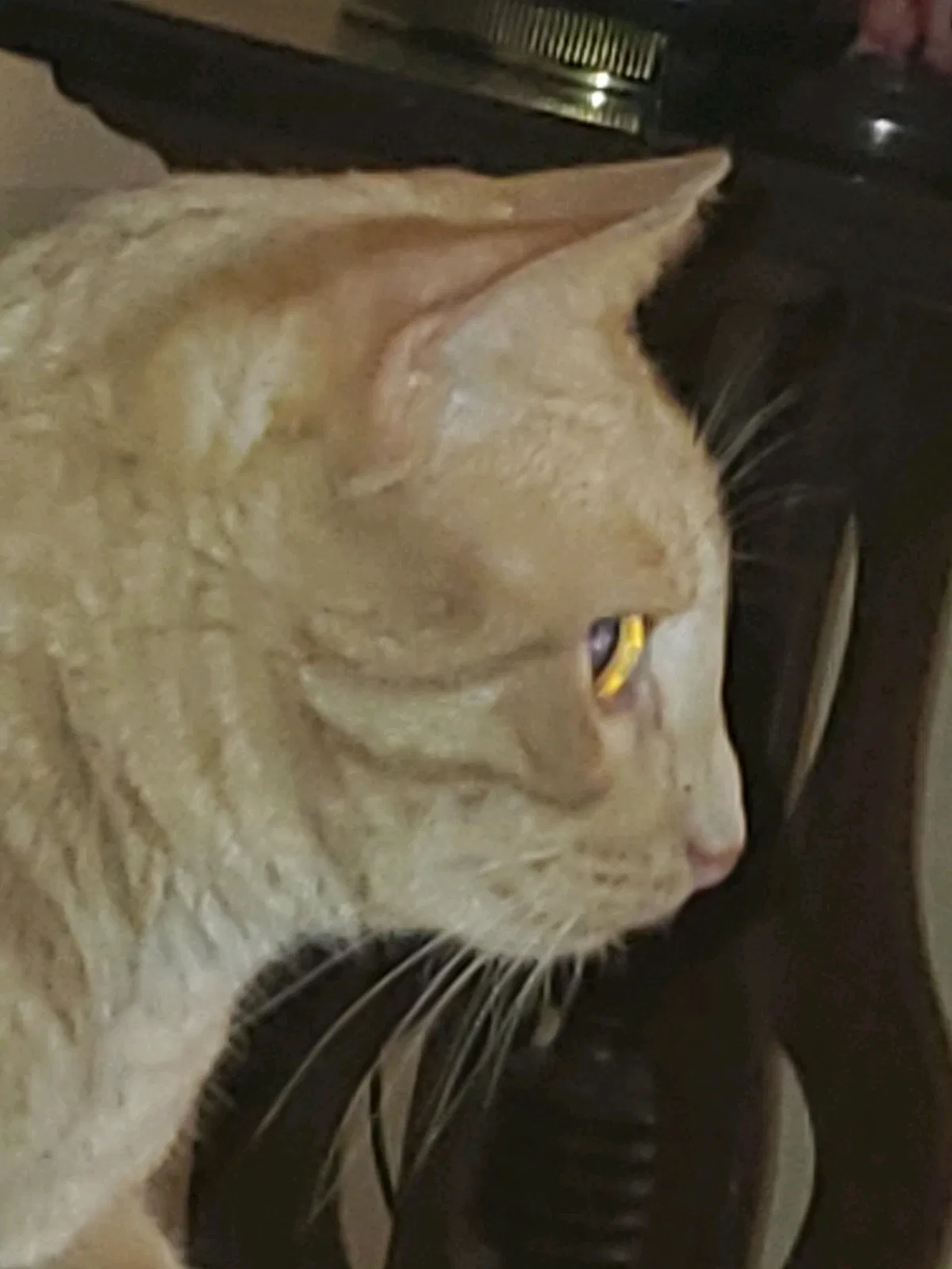 Lost cat in Port Charlotte, FL, 33981