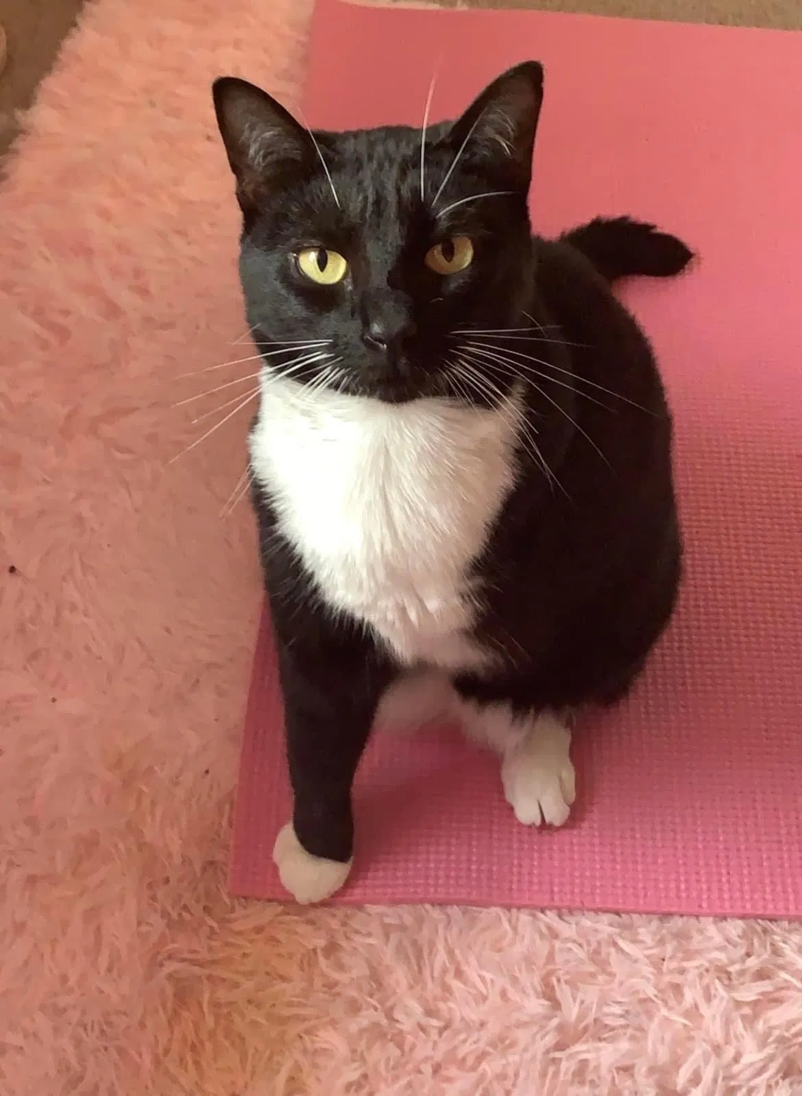 Lost cat in Baton Rouge, LA, 70820