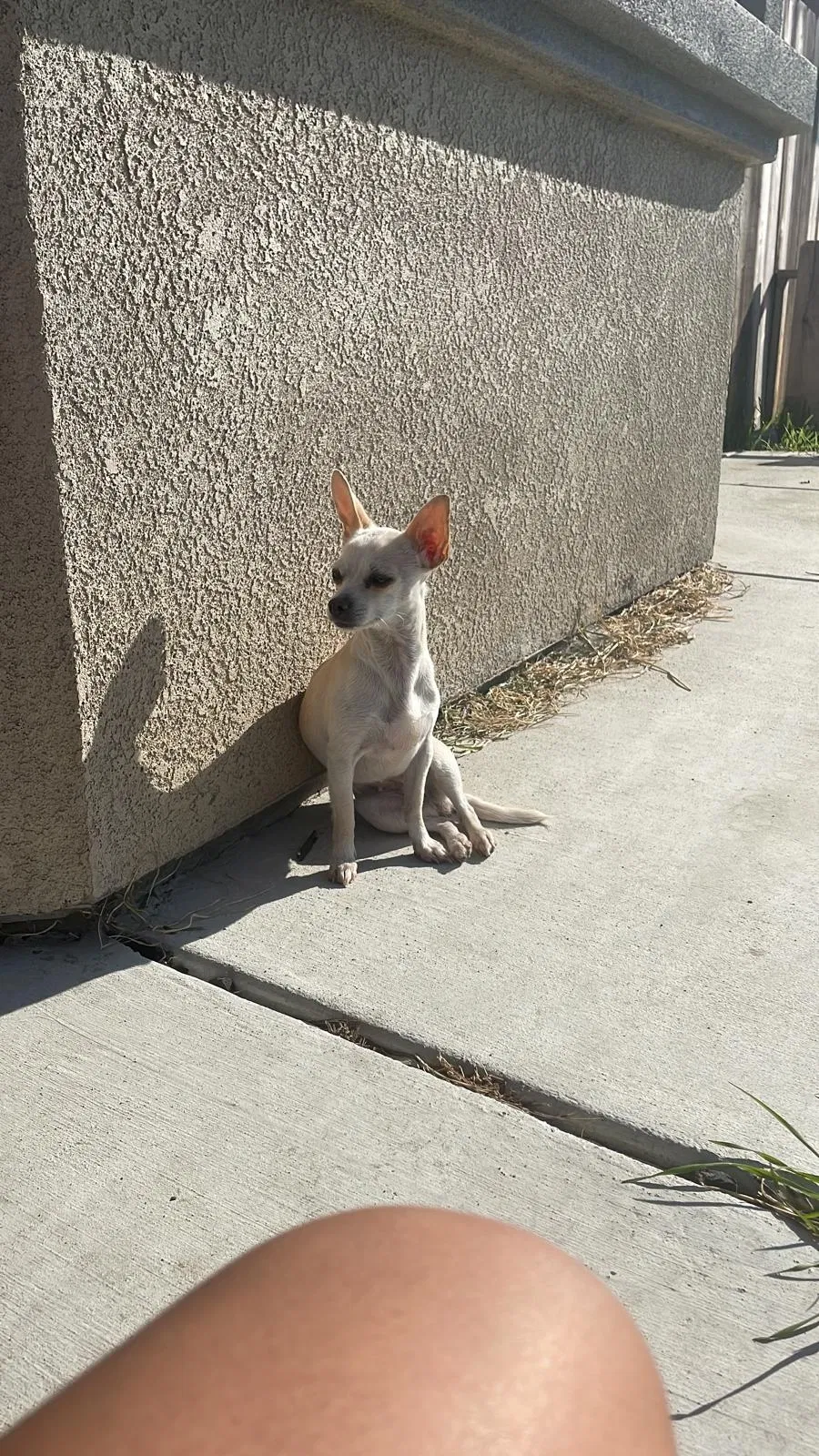 Lost dog in Modesto, CA, 95357