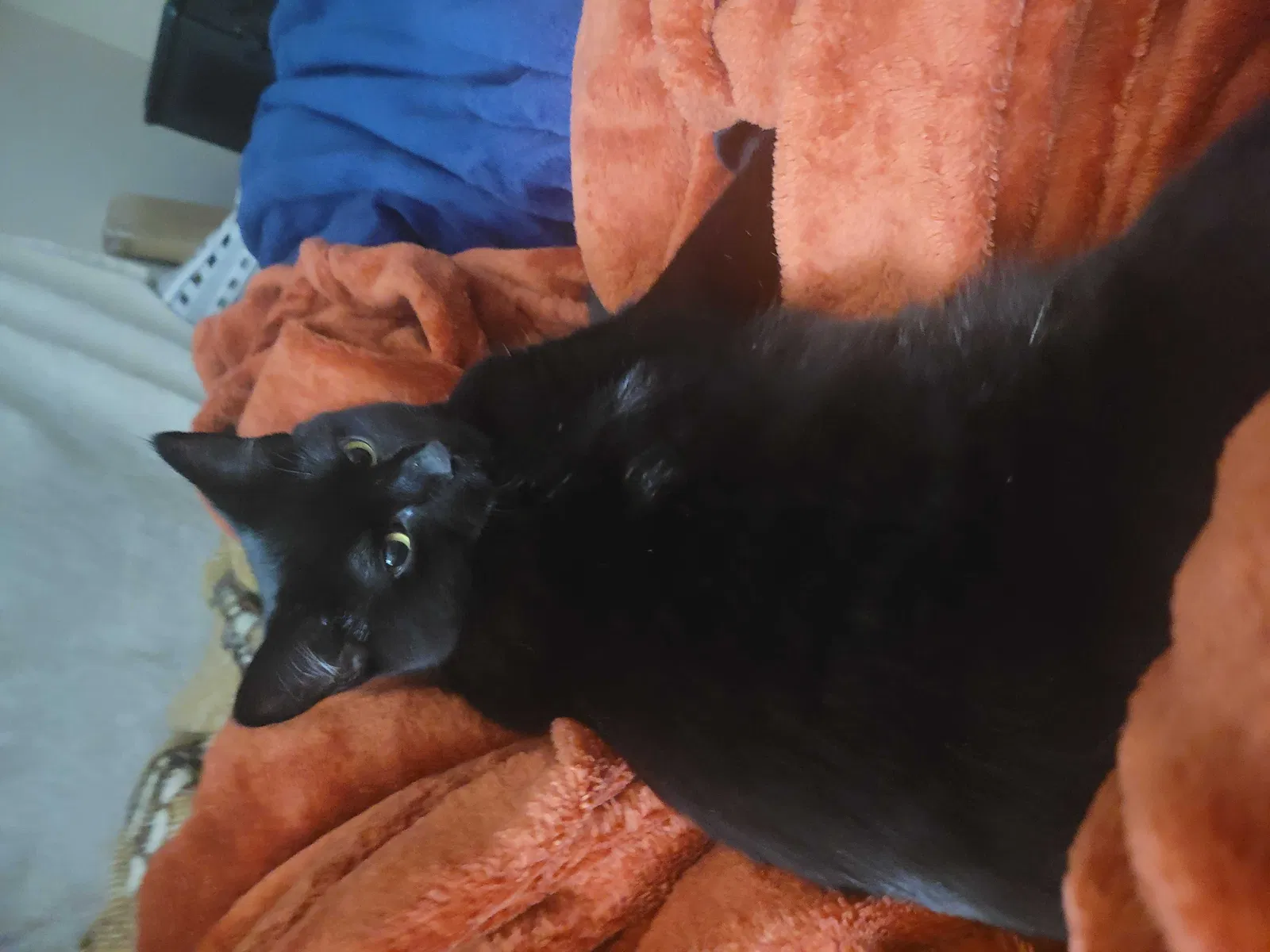 Lost cat in Jackson, GA, 30233