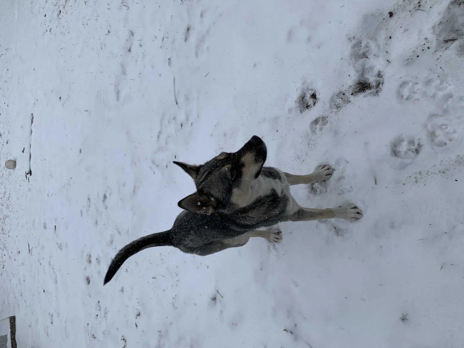 Lost dog in Oklahoma City, OK, 73107