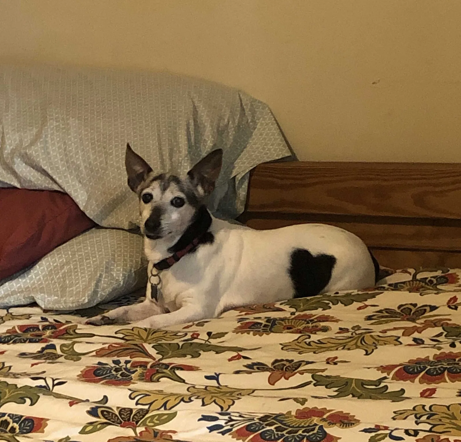 Lost dog in Spotsylvania, VA, 22551