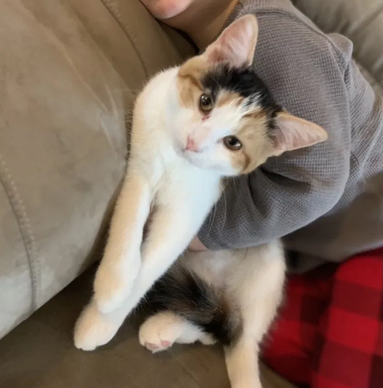 Lost cat in Columbia, TN, 38401