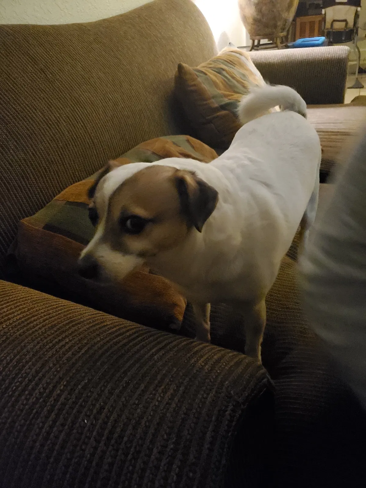 Lost dog in Kissimmee, FL, 34759