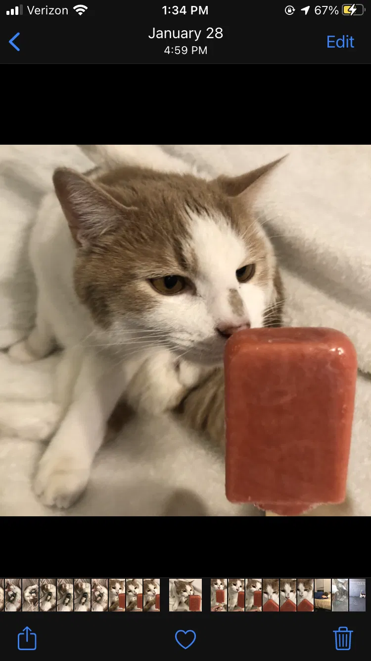 Lost cat in Nashville, TN, 37210