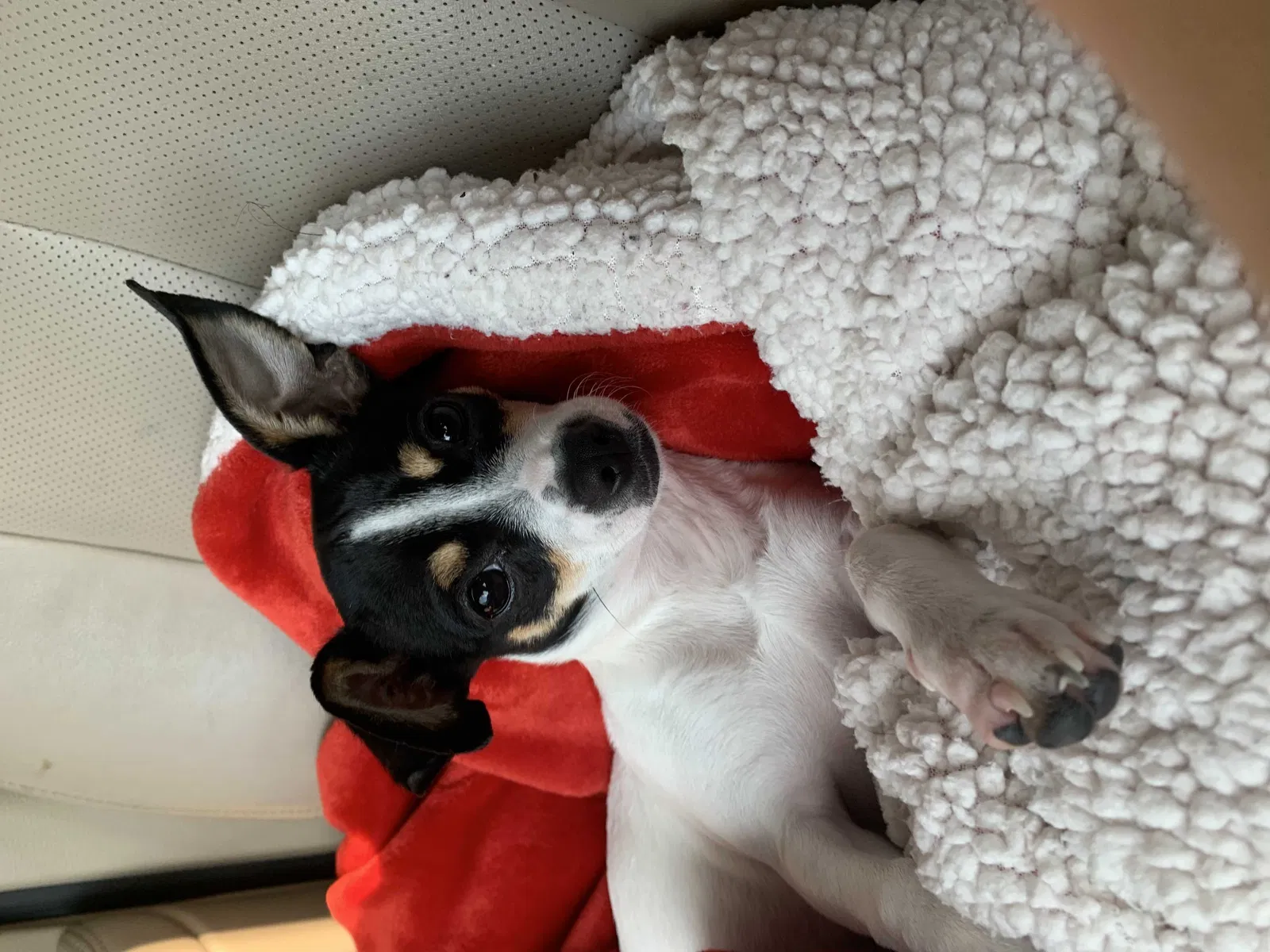 Lost dog in Red Oak, TX, 75154