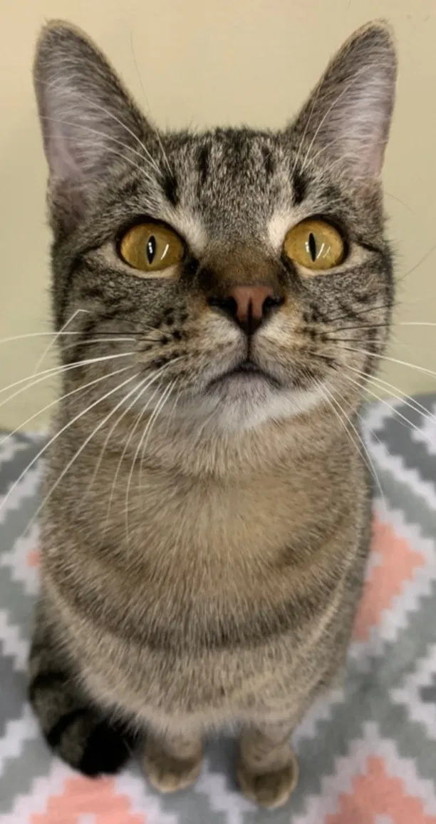 Lost cat in Oklahoma City, OK, 73159