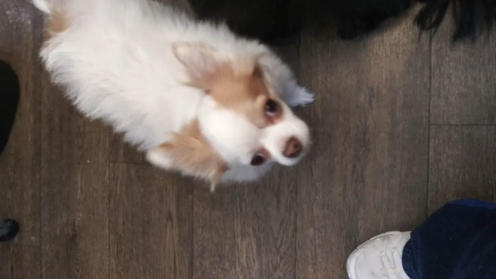 Lost dog in Cincinnati, OH, 45251